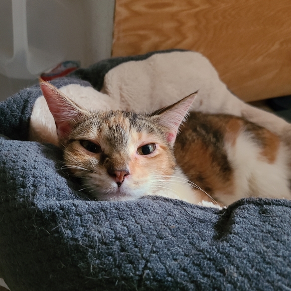 🐾LIVE/SILENT SHOW LISTING 🐾🐾🐾🐾 - Picture 5 of 16